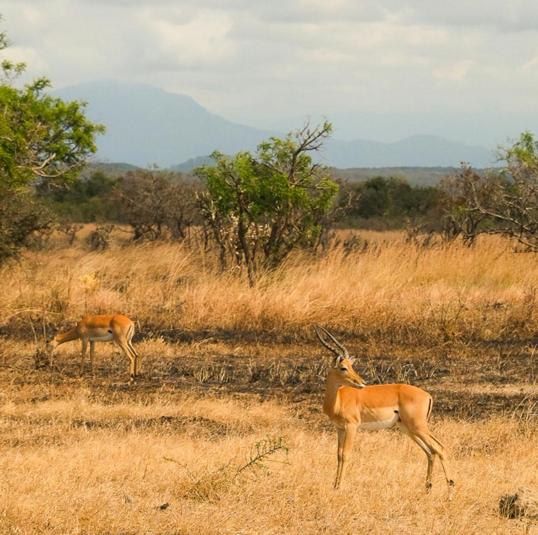 Wildlife